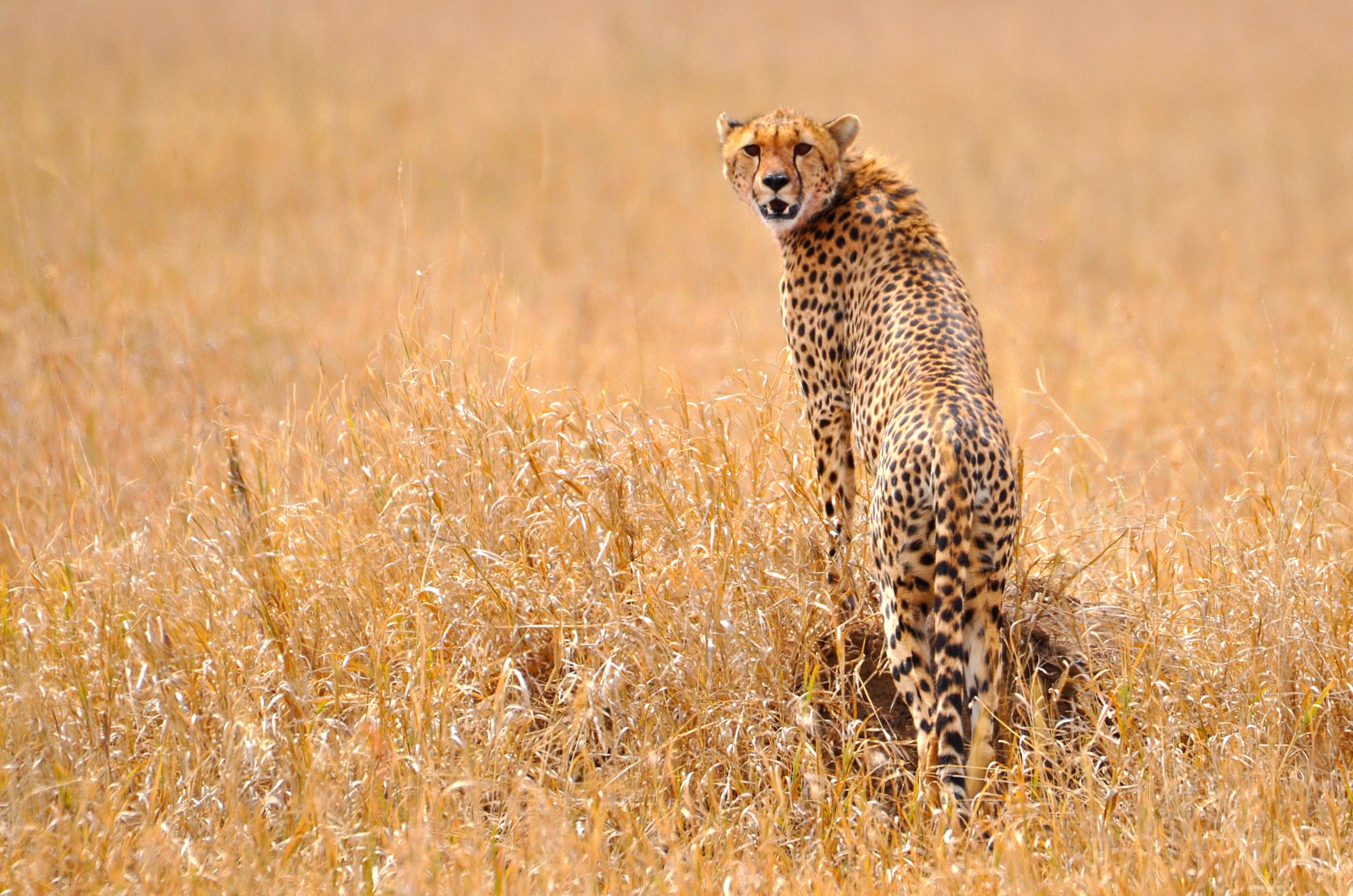 The cheetah is returning to India but at what cost? | Mint
