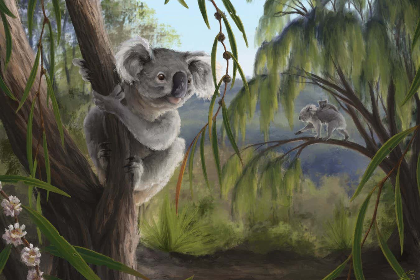 Extinct relative of koalas discovered in Western Australia | New Scientist