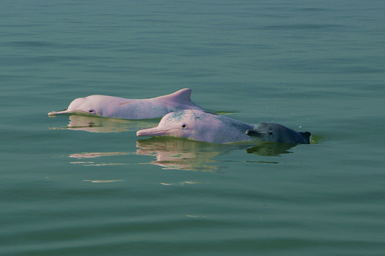 Will New Airport at China’s Popular Hainan Tourist Island Threaten Chinese White Dolphins? - Caixin Global