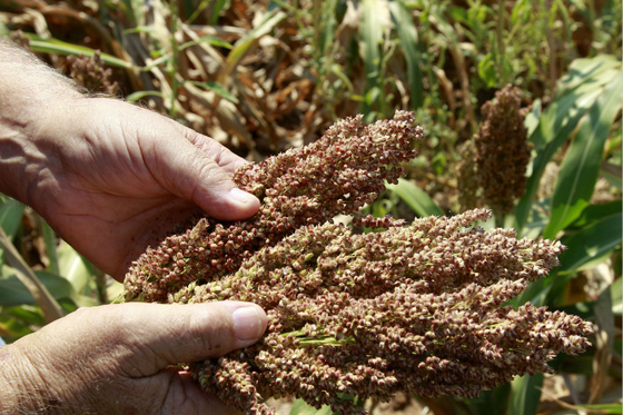 China Plants Hefty Tax on U.S. Sorghum - Caixin Global