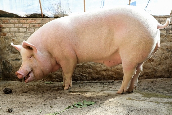 African Swine Fever Reaches Beijing - Caixin Global