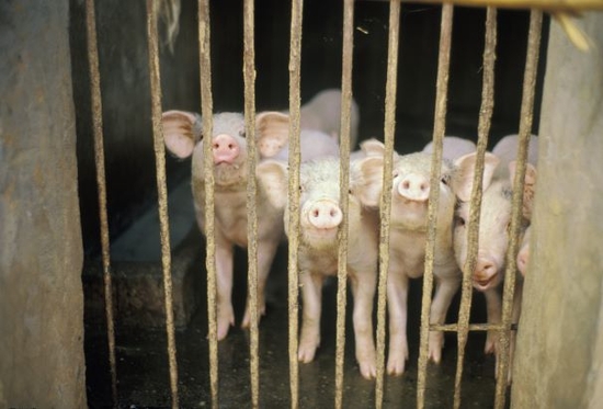 600,000 Pigs Have Been Culled in China Since August - Caixin Global