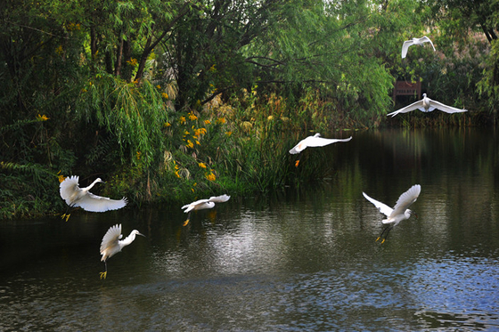 In Shanghai, Officials Can’t See the Wetlands for the Trees, Conservation Group Says - Caixin Global