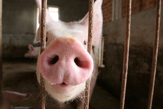 With Prices High, Pork Players Fatten Up Supply Before Holiday - Caixin Global