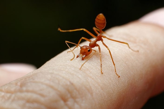 China’s Farmers Battle Surging Invasions of Crop-Munching Fire Ants - Caixin Global