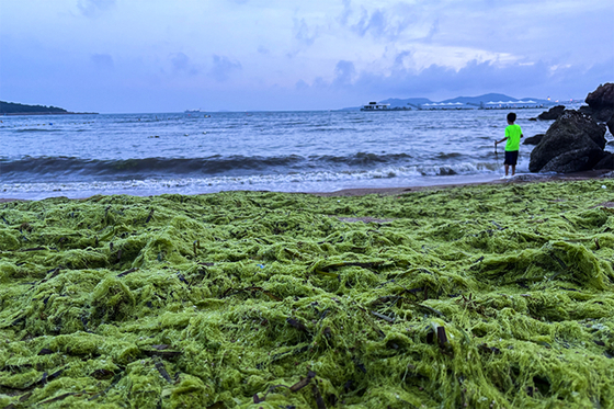 In Depth: Why ‘Green Tides’ Keep Rolling Into East China - Caixin Global