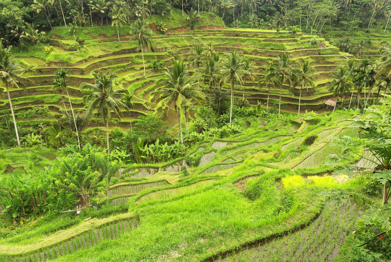 Our future: Sustainable food systems everywhere - Opinion - The Jakarta Post