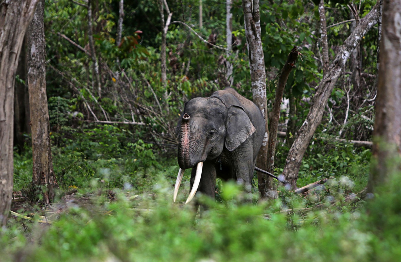 Deliberation and consensus needed in captive elephant debate - Academia - The Jakarta Post