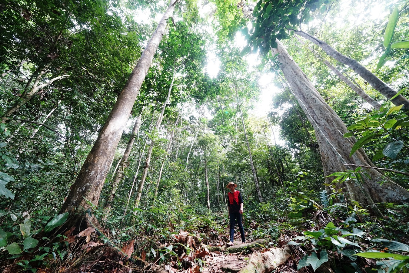 Indonesia to receive $56 million from Norway for reducing emissions - National - The Jakarta Post