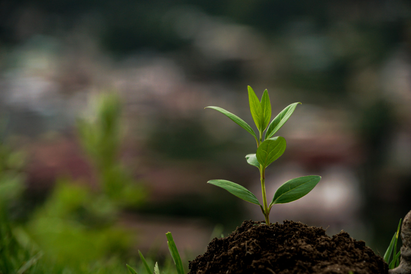 Degraded lands matter for food, energy and climate goals - Academia - The Jakarta Post