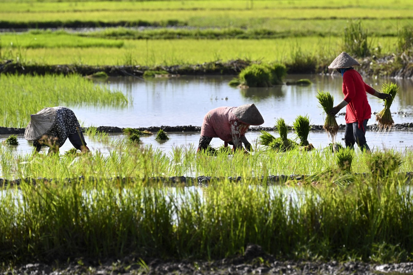 Rice self-sufficiency and the future of Indonesia’s food sovereignty - Academia - The Jakarta Post