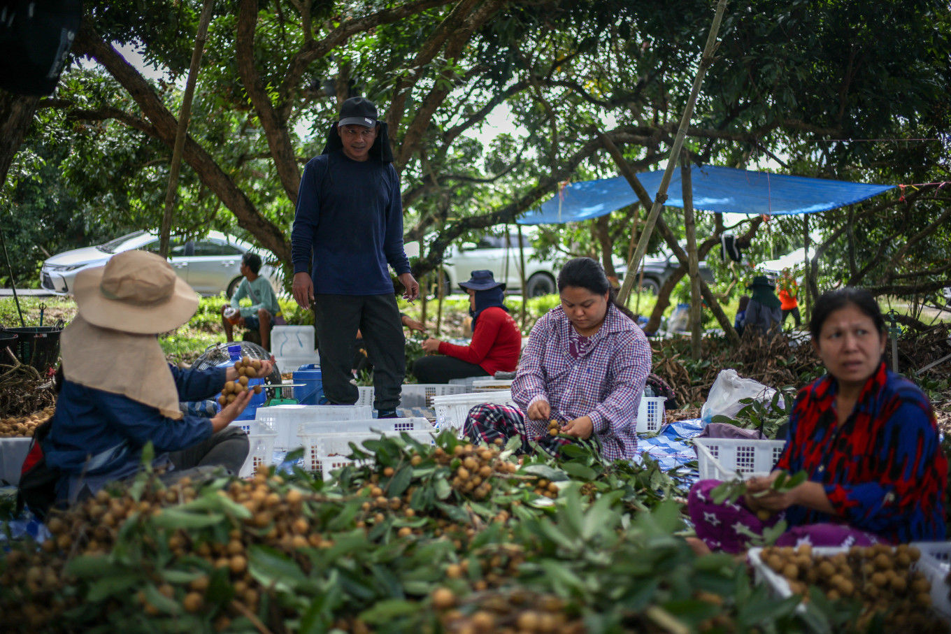 Leaving border camps for orchards, Myanmar refugees join Thai workforce - Asia & Pacific - The Jakarta Post