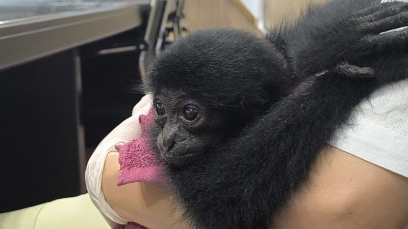 Two traders of protected primates arrested in Riau - Archipelago - The Jakarta Post