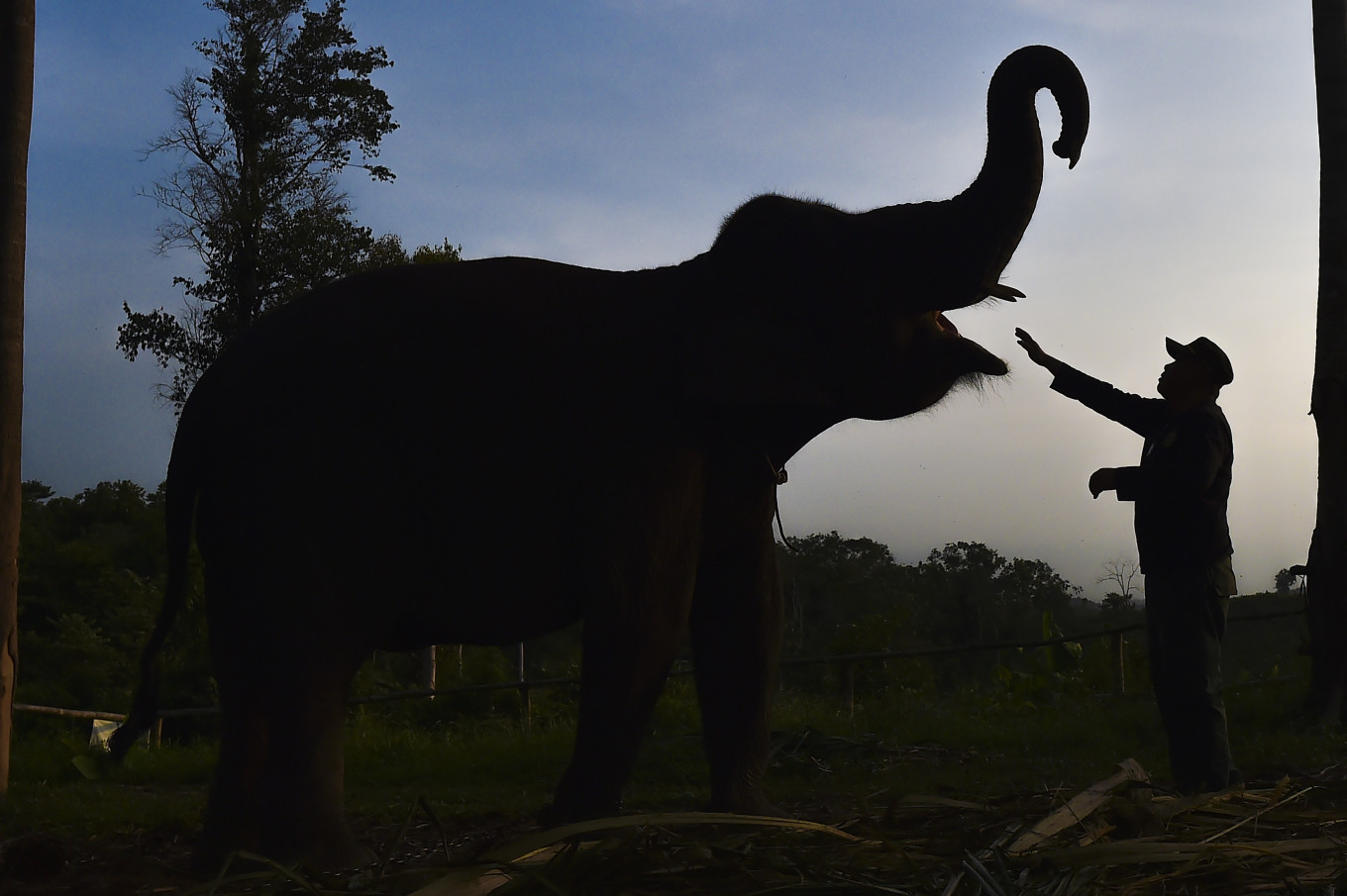 Riau Police probe death of critically endangered Sumatran elephant - Archipelago - The Jakarta Post