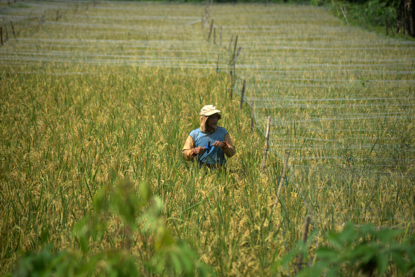 Forecast for strong El Nino fans worries about global crops as Iran war bites - Economy - The Jakarta Post