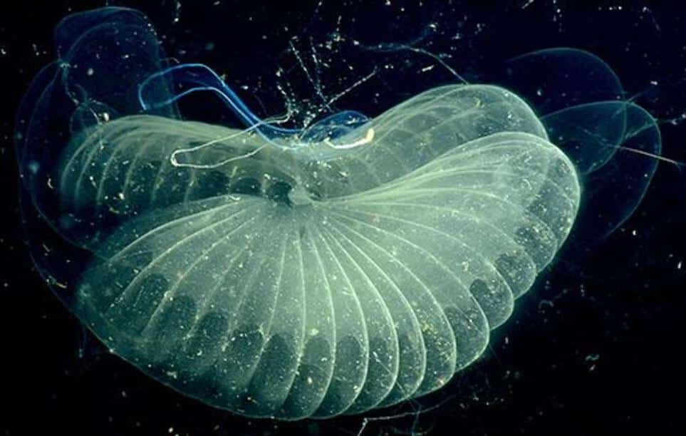 Criaturas marinhas formadas por bolhas de muco são registradas em 3D; veja - Olhar Digital