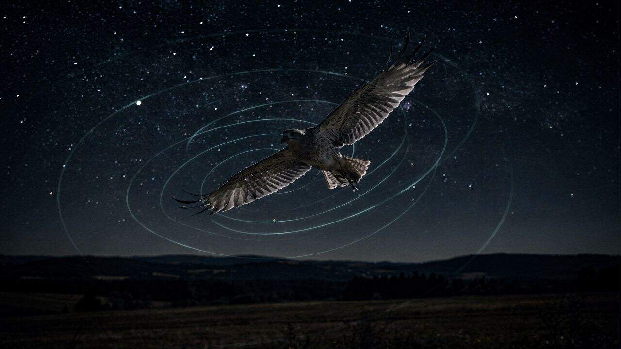 O superpoder invisível nos olhos das aves que serve como bússola natural