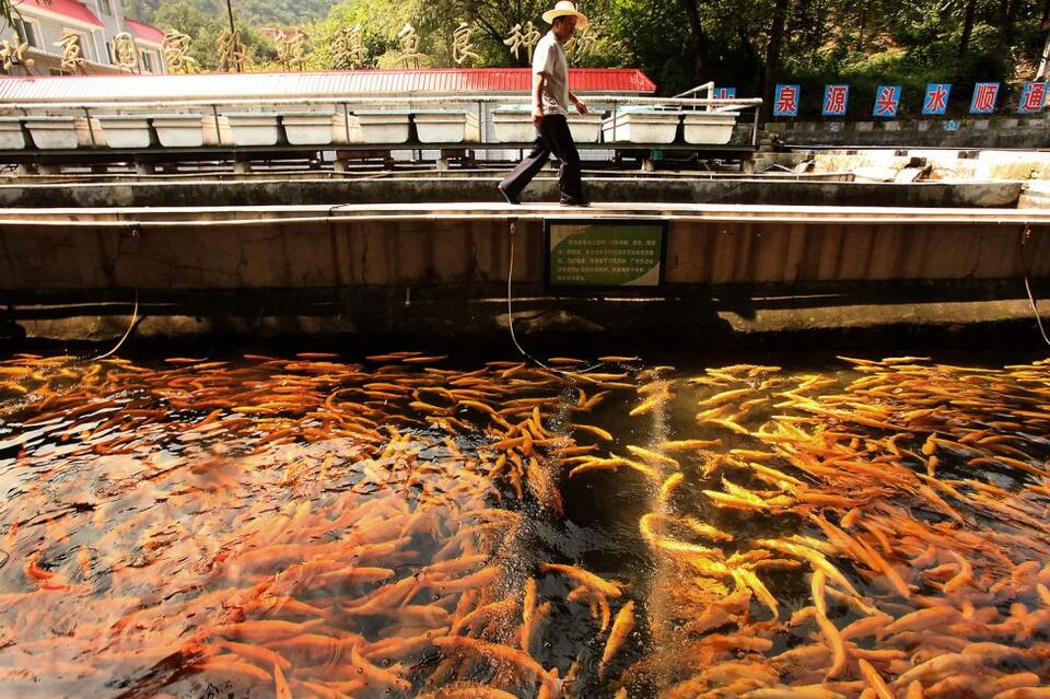 Survey: Innovation, oversight needed to make aquaculture more sustainable - NewsBreak