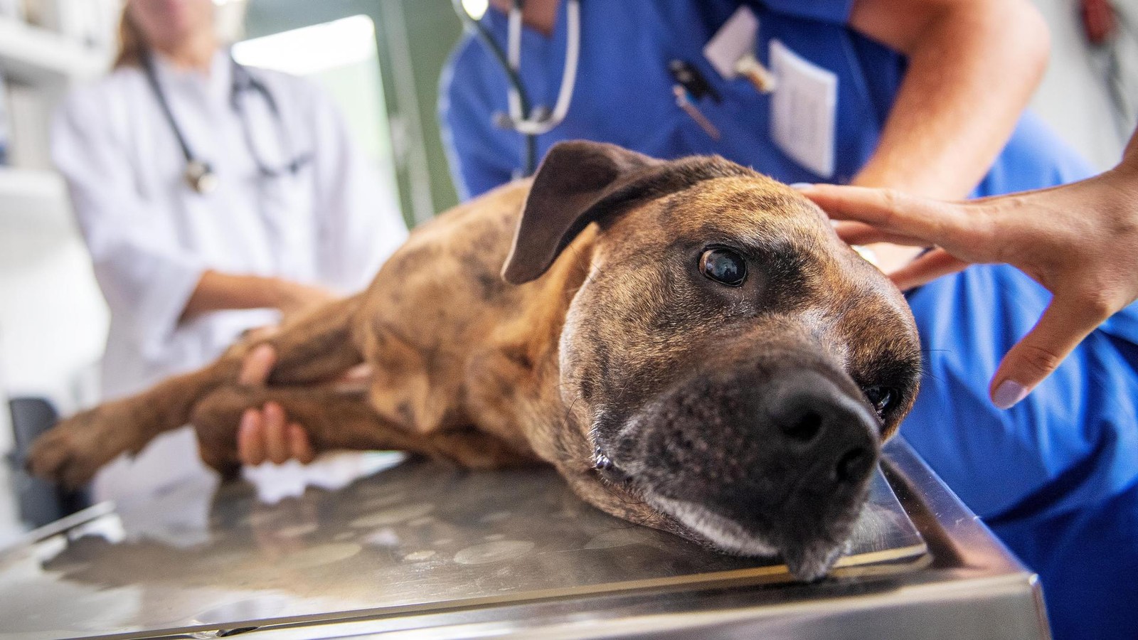 Brisante Anfragen in Weimar: Wenn Tierärzte kerngesunde Hunde einschläfern sollen