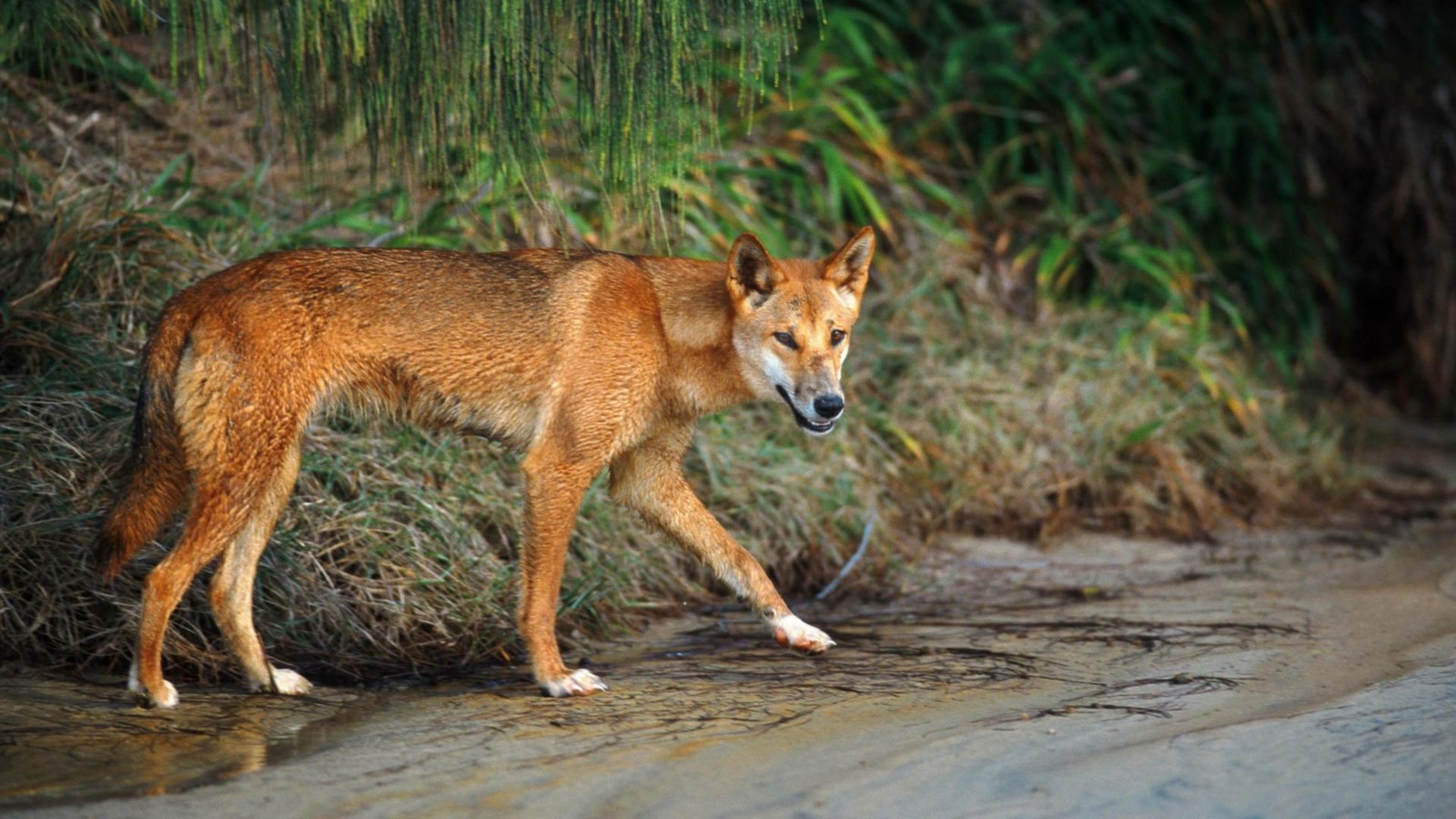 Australien: Regierung reagiert auf Attacken – Dingo-Keulung schockt Tierschützer