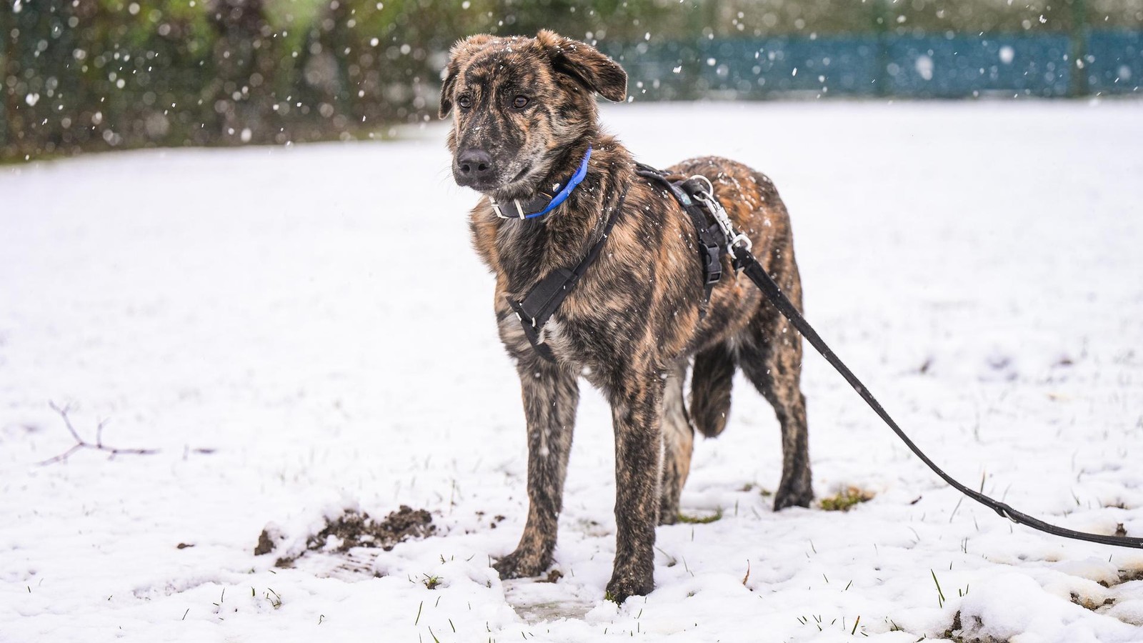 Glückliches Ende! Hund „Fluffy“ findet nach Schicksalsschlag seine neue Familie