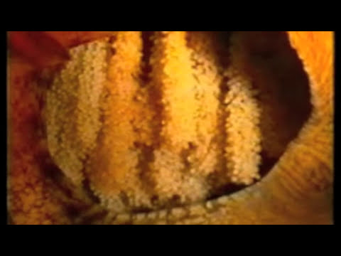 El Cultivo del Pulpo en vídeo | Ciencias y cosas