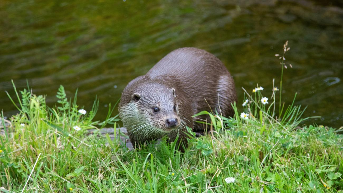 Fischotter in der Schweiz: Einst galt er als schädlich | DIE ZEIT