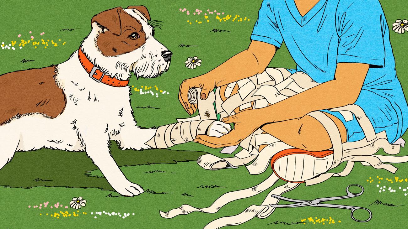 Erste Hilfe am Hund: Mund-zu- Hund- Beatmung | DIE ZEIT