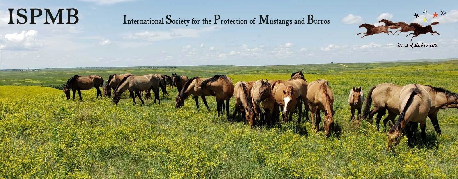Wild Horses in America | ISPMB