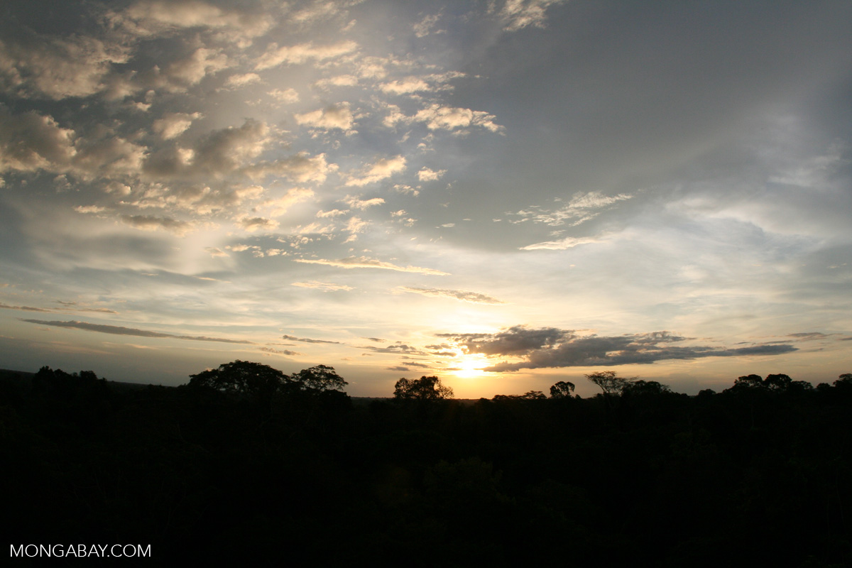 New analysis shows there is momentum to build on in Paris when it comes to protecting forests to stop climate change