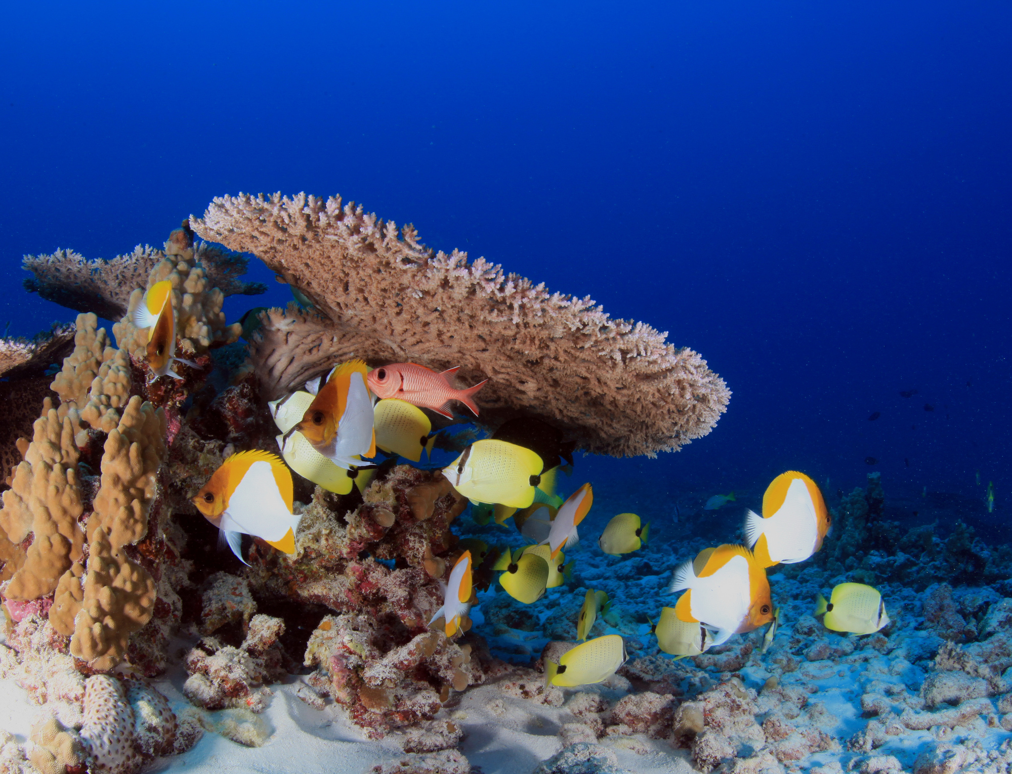 2016's top 10 developments for the world's oceans