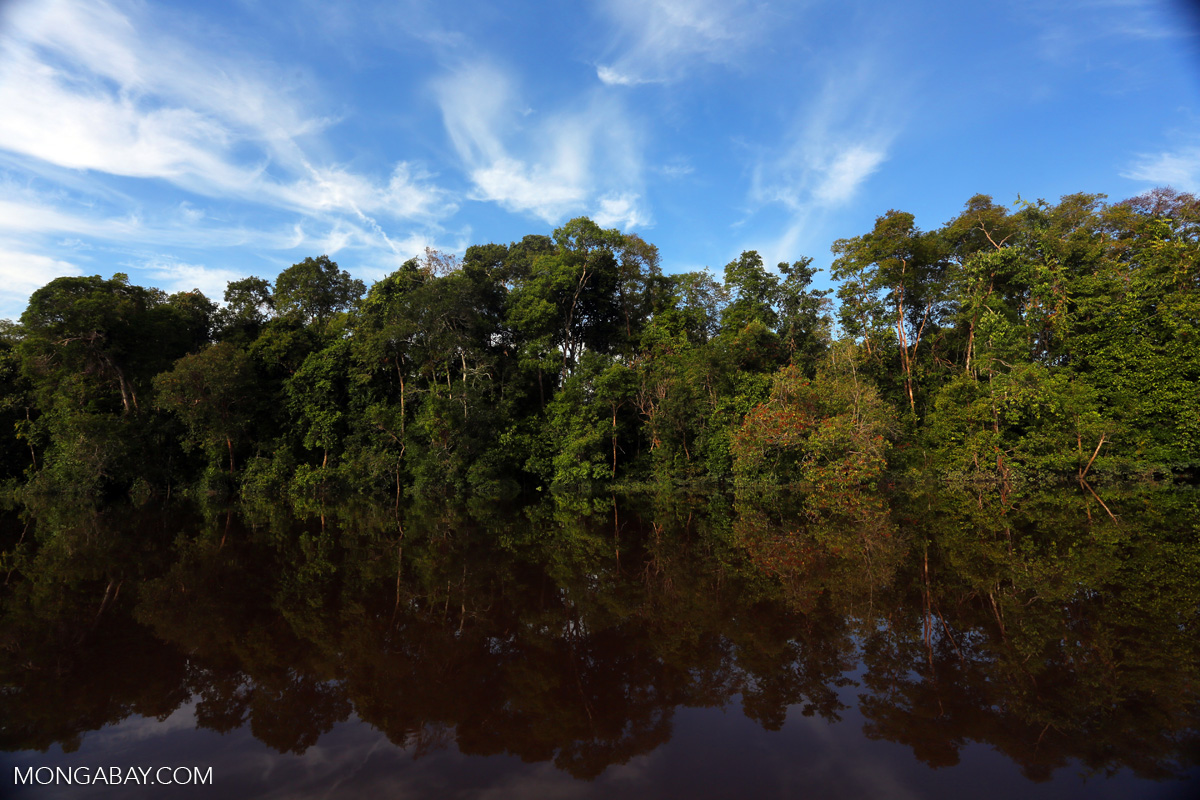 Is the forestry project of the French Development Agency threatening the peatlands of the DRC? (commentary)