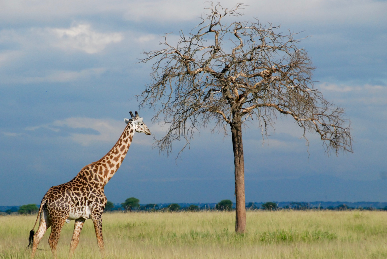Sixth mass extinction ‘tsunami’ coming, but preventable