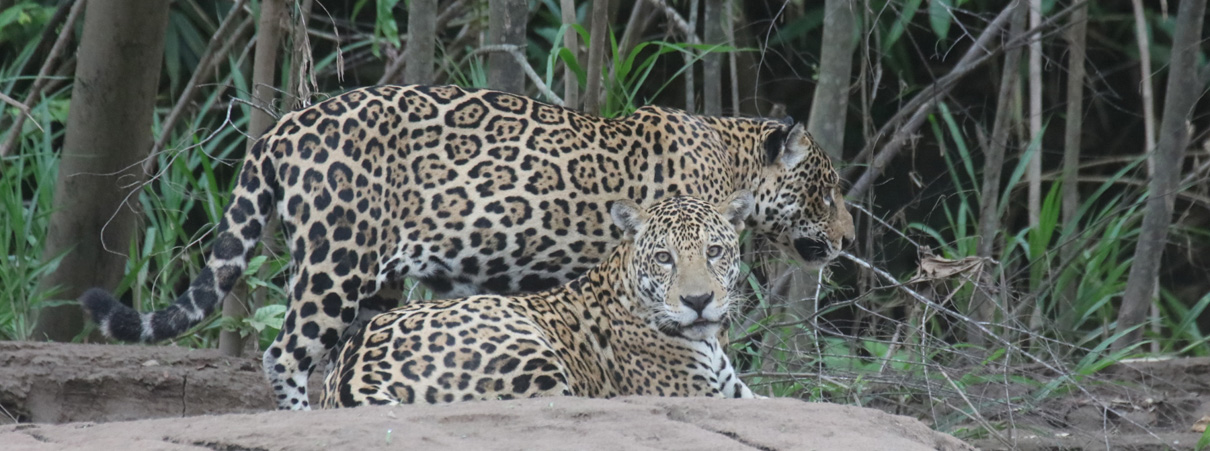 Deforestation from gold mining in Peru continues, despite gov’t crackdowns