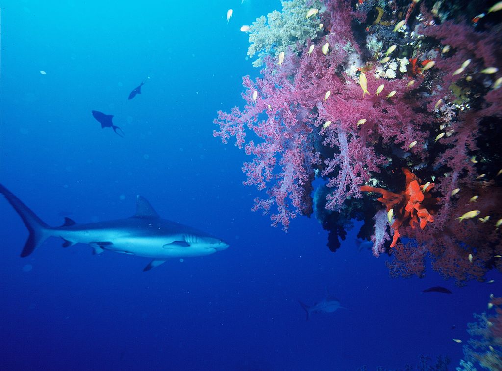More than half of reef sharks and rays threatened with extinction, study shows