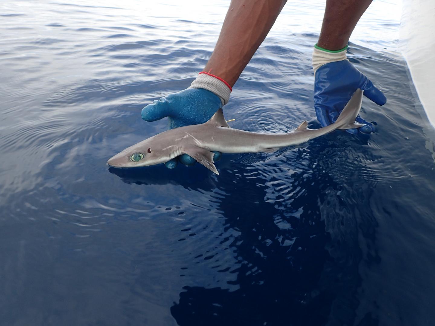 New species of shark named after pioneering ‘Shark Lady’ Eugenie Clark