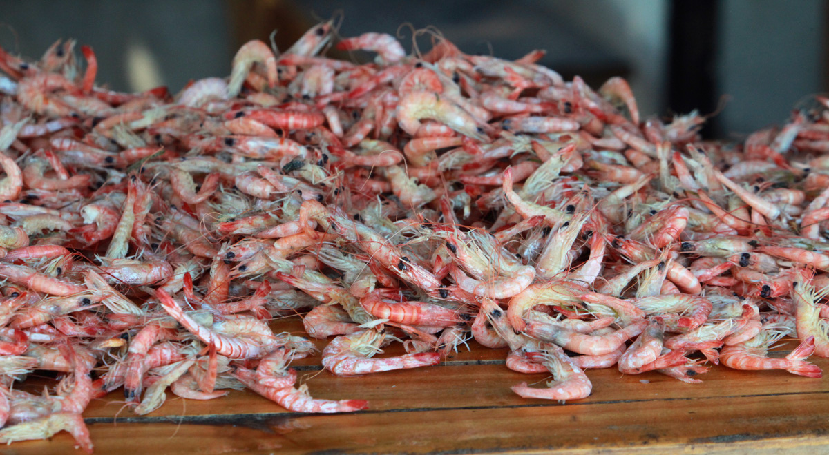 Top Madagascar shrimp co. moved millions among tax-haven shell companies