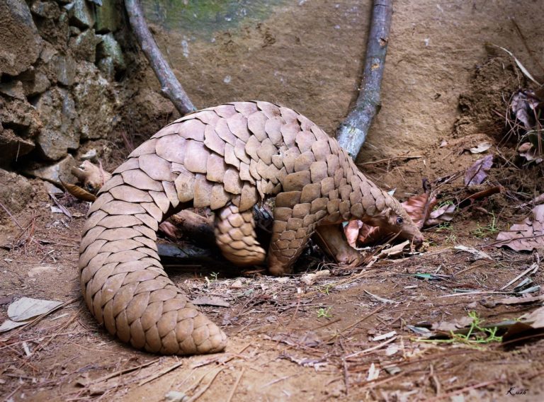 Conservationists set the record straight on COVID-19’s wildlife links