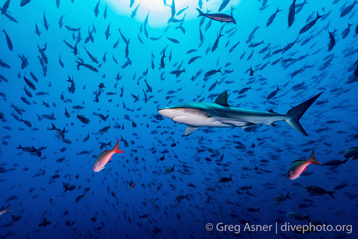 China issues new sustainability rules for its notorious fishing fleet