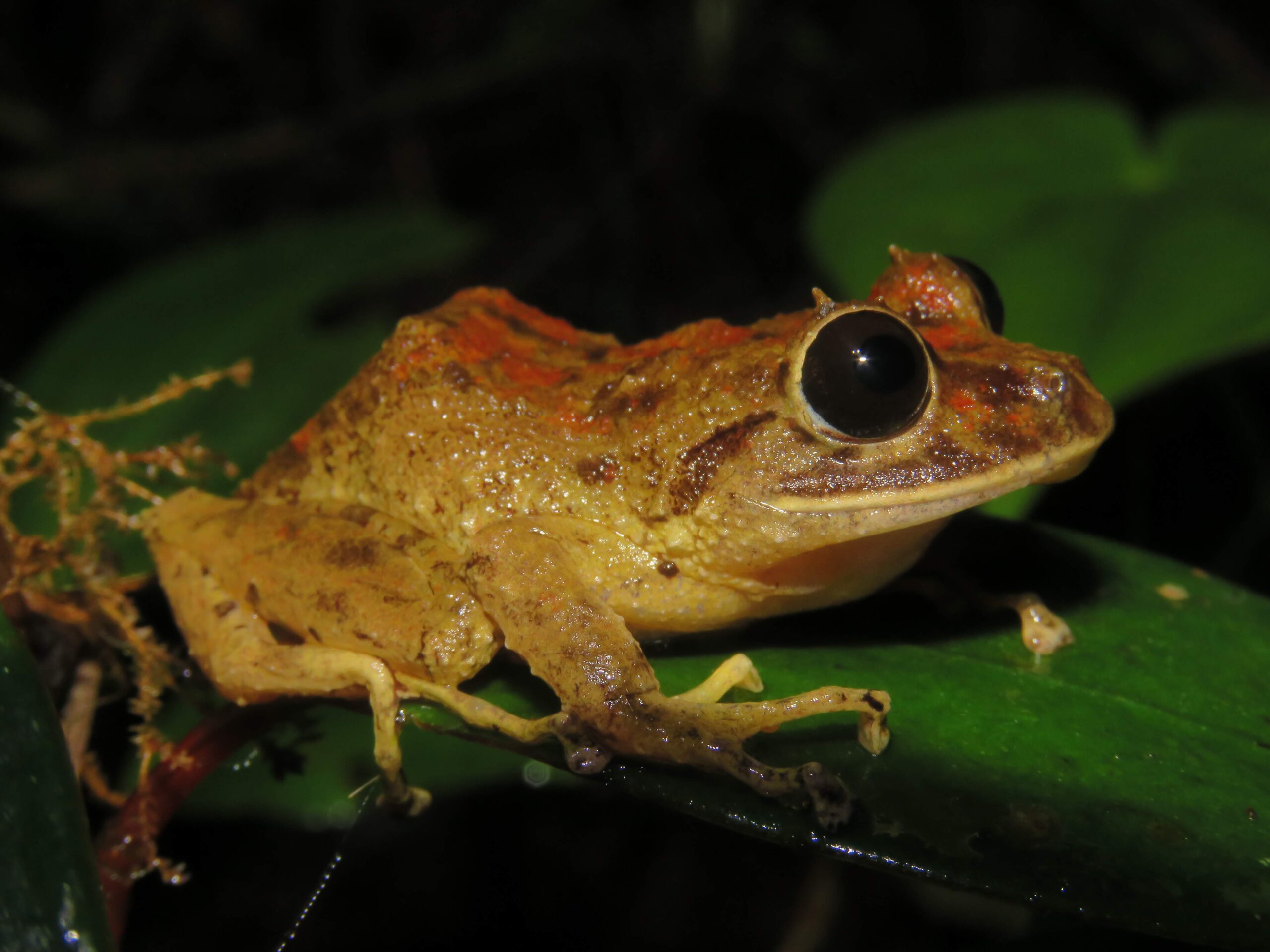 Should species be named after people? It's up for debate.