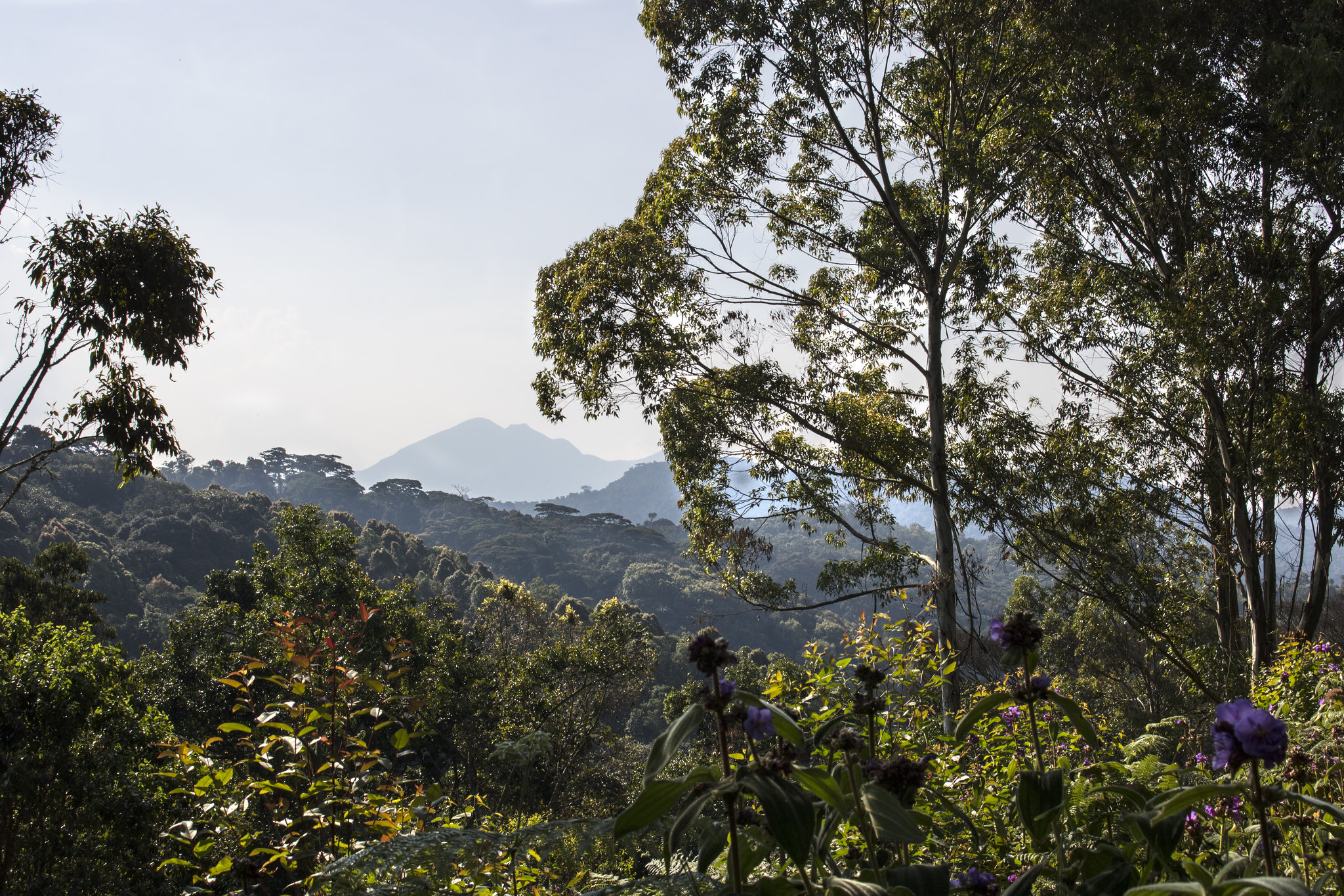 A conservation paradigm based on Indigenous values in DR Congo (commentary)