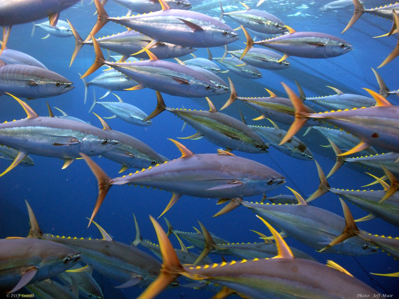 Rep from American Samoa calls for opening protected Pacific waters to tuna fishing
