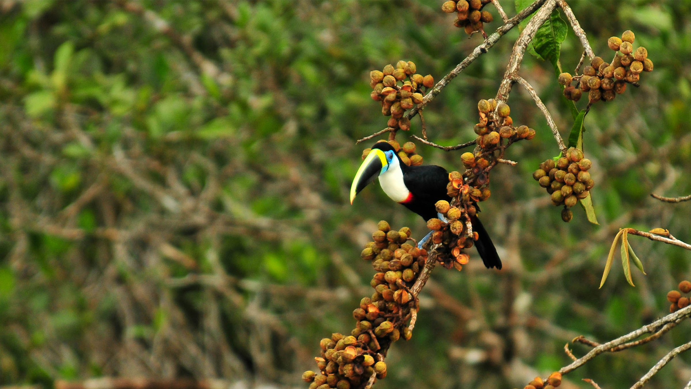Can upcoming referendum in Ecuador stop oil drilling in Yasuní National Park?