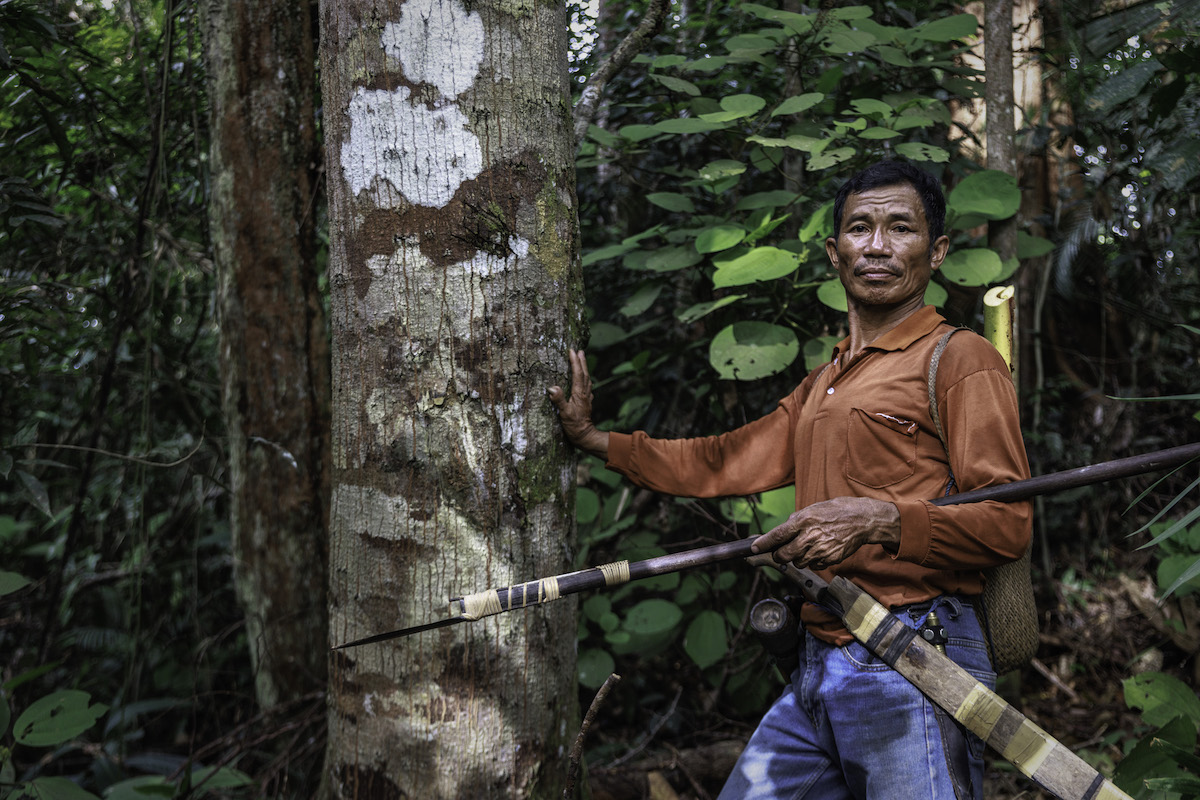 Revealed: Biomass firm poised to clear Bornean rainforest for dubious ‘green’ energy