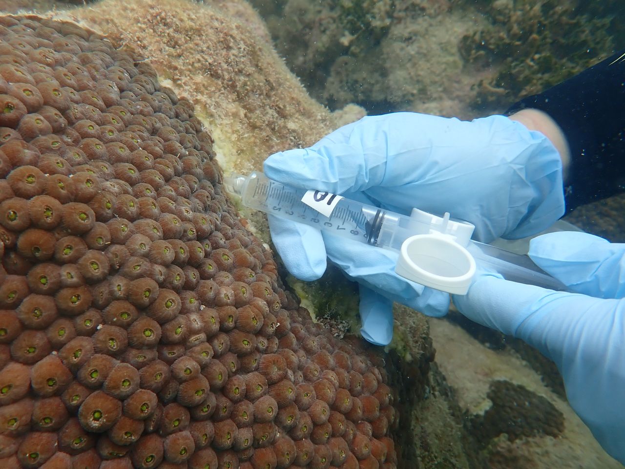Probiotics slow a deadly disease in Florida coral, study finds
