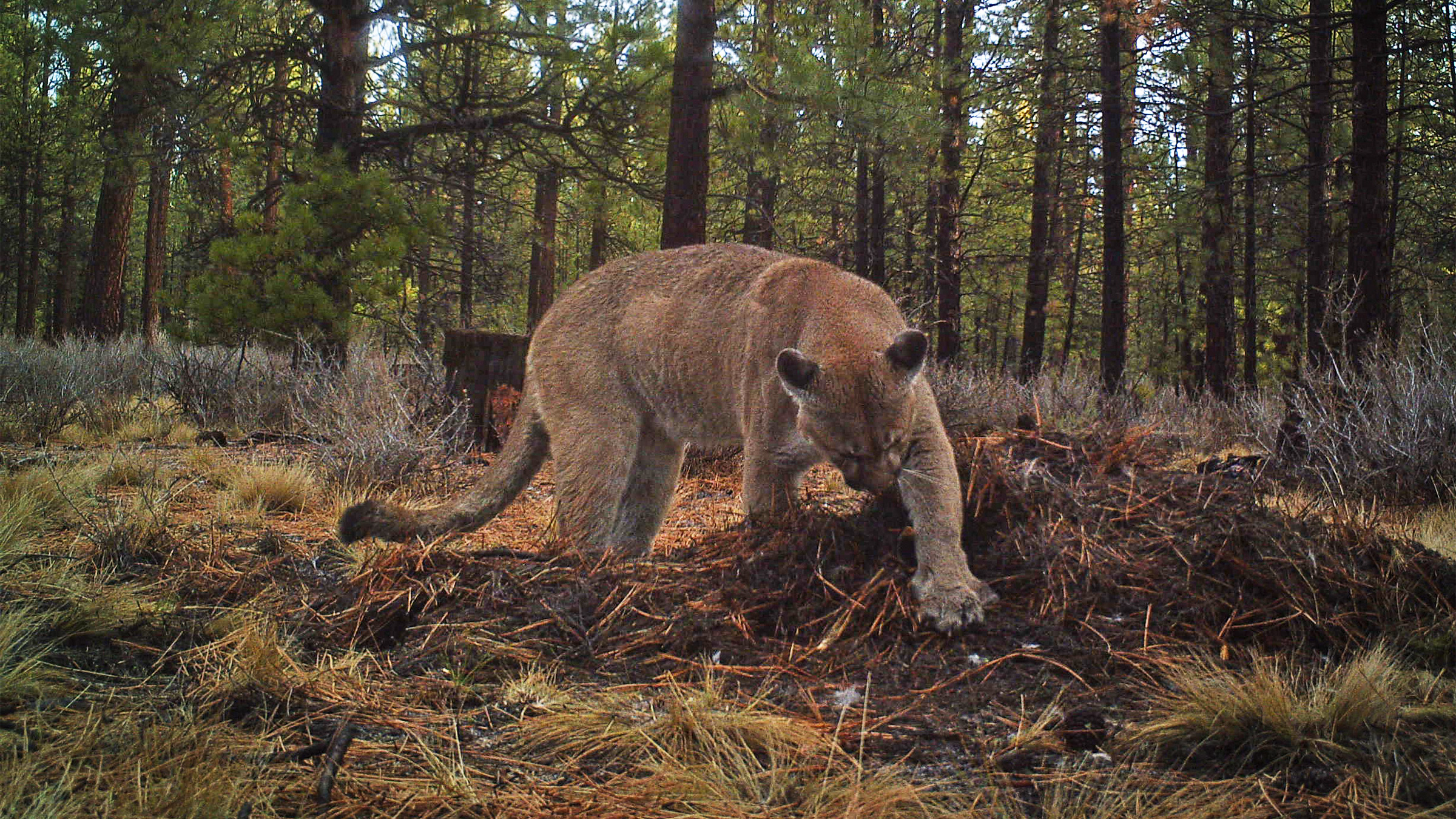 Turning camera traps into real-time sentinels: Interview with Conservation X Lab’s Dante Wasmuht