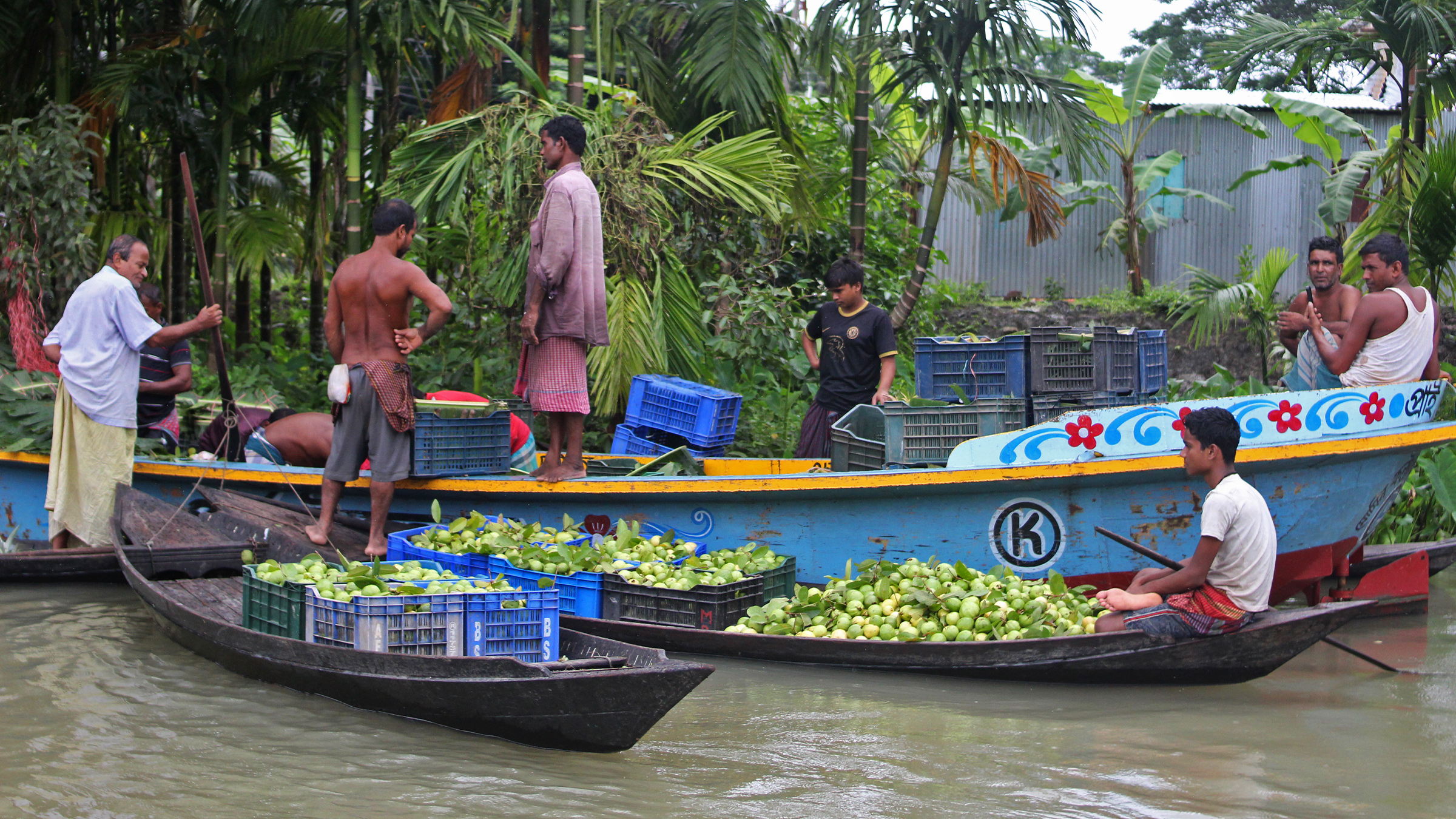 Guava yields in South Asia shrink due to unpredictable heat & rainfall