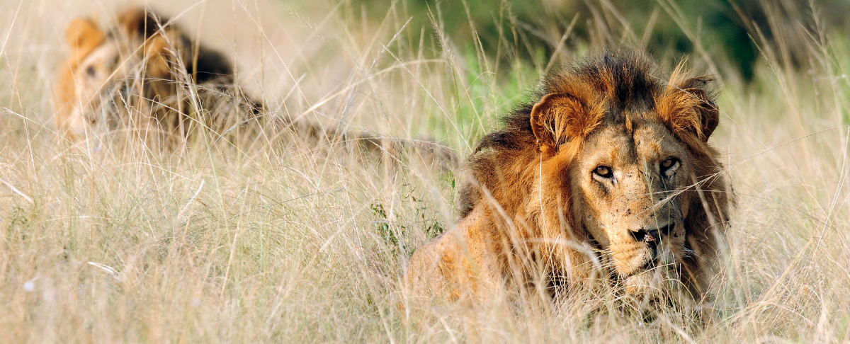 Mongabay expands its newsroom with launch of dedicated Wildlife Desk