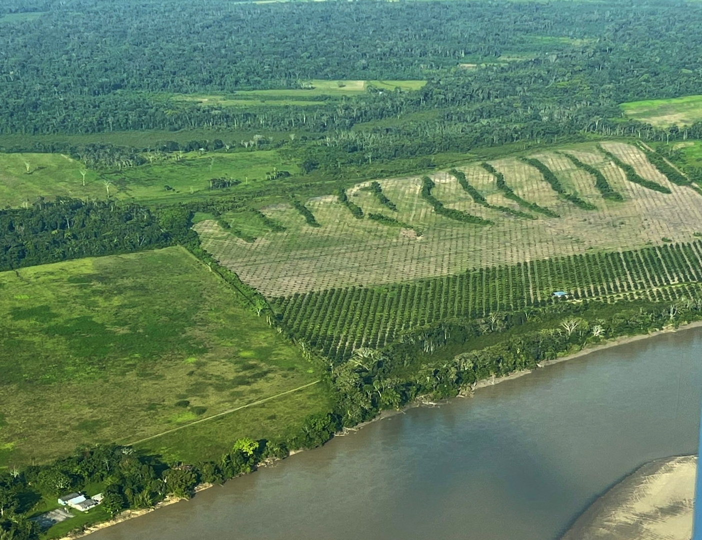 Colombia: pocas sanciones a empresas palmicultoras en la Orinoquía, mientras que productores ilegales entran a la Amazonía