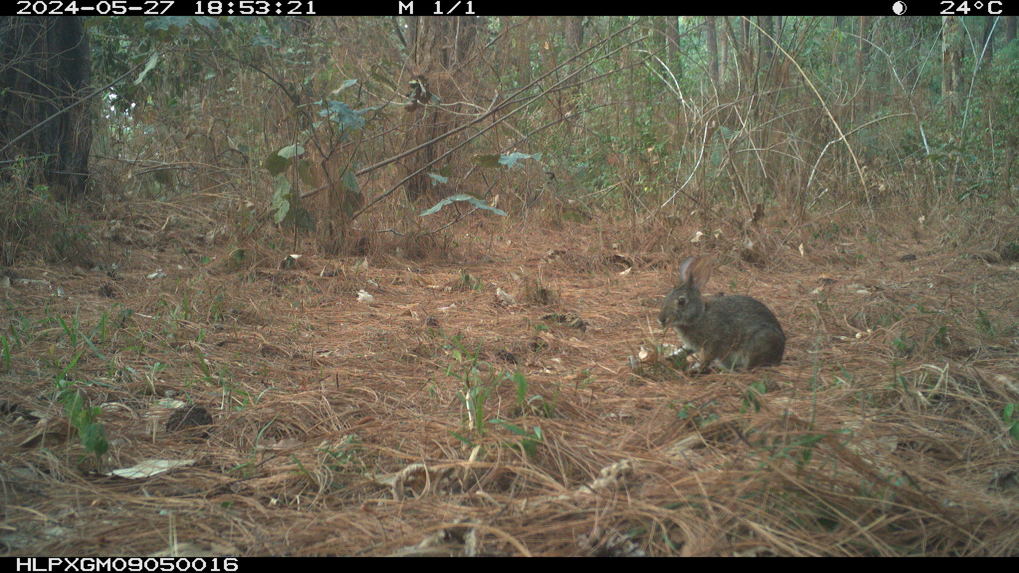Reaparece el conejo de Omiltemi en México: la especie que se creía extinta desde hace 120 años